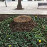 Ancora corso Vittorio Emanuele: in questo caso l'albero � stato abbattuto